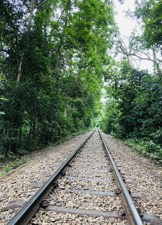 5 beautiful forests to visit in Bangladesh Lawachara National Park, Moulvibazar
