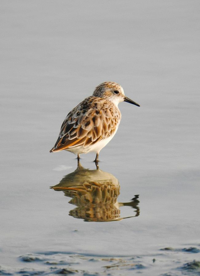 Best places to spot migratory birds in Bangladesh this winter Best places to spot migratory birds in Bangladesh this winter