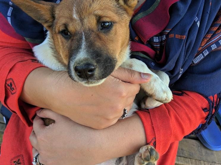 7 facts to consider before adopting a pet