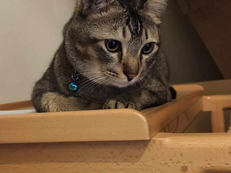 animal friendly cafes for date