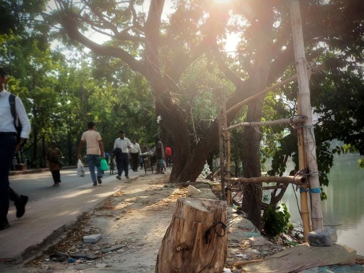 Felling trees, rising temperatures: Dhaka's environmental wake-up call