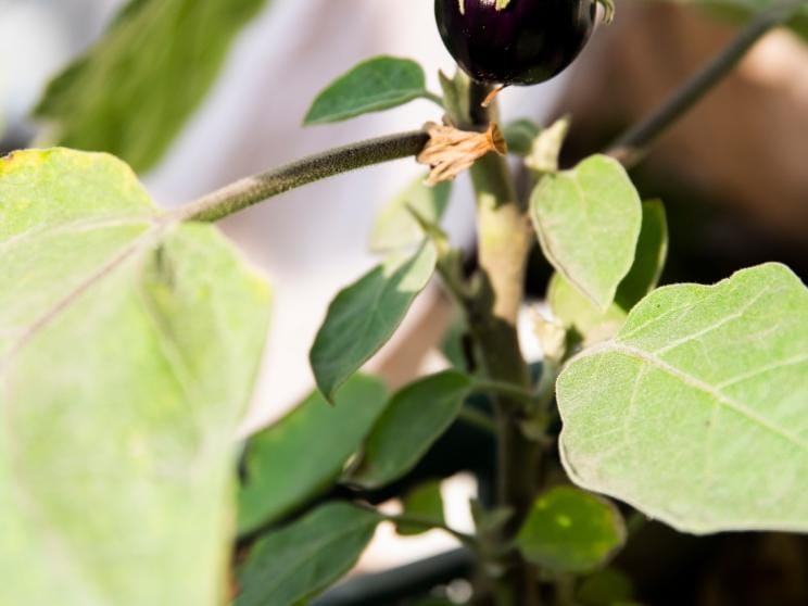 05_gardening_2.jpg    5 hobbies that can boost mental health and clarity 