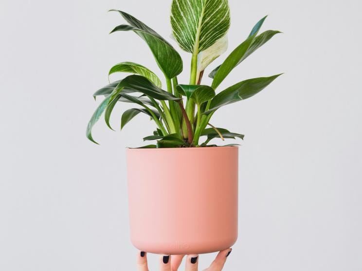 Philodendron Rio      Want plants? Try these low-maintenance greens that are hard to kill!       feey-ajgvag2kyqq-unsplash.jpg