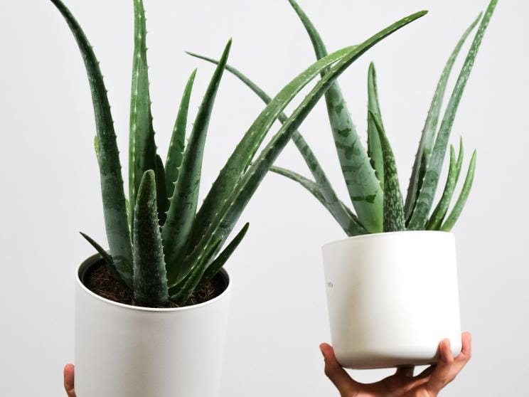 aloe vera      Want plants? Try these low-maintenance greens that are hard to kill!       feey-nu9u66fmutc-unsplash.jpg