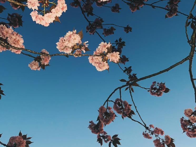 China     5 scenic Asian spots where cherry blossoms will take your breath away       pexels-harry-cooke-6194973.jpg