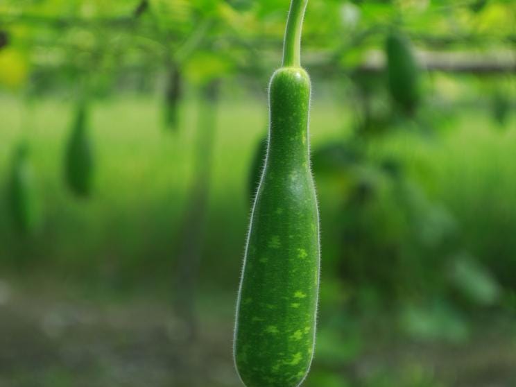 Bottle gourd    manoj-roy-js02qwnpoaa-unsplash.jpg