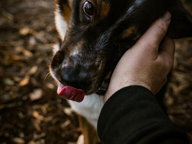 It’s 40°C and you’re still ignoring street animals?           daniel-lincoln-hemv6ddpr-a-unsplash.jpg