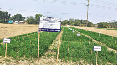 Amtali-of-Barguna.jpg