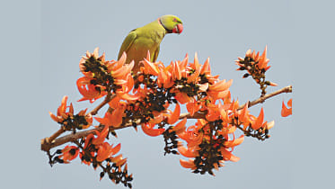 Parrot.jpg