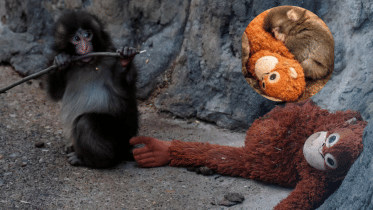 Why is everyone obsessed with this monkey and his toy?