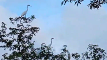 bird-haven-01.jpg