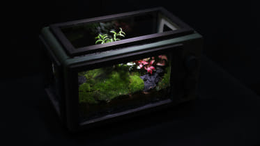 DIY terrariums make nature accessible for busy urbanites