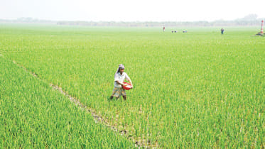 government's fertiliser support for farmers in Bangladesh