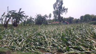 Hailstorms-land-damaged.jpg