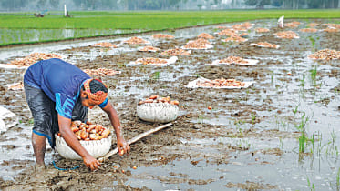 Bangladesh Potato Farmers Rain Damage