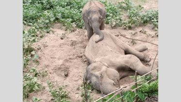Dead elephant.png