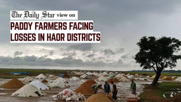 haor harvest crisis in Bangladesh