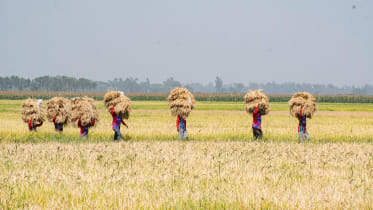 ED_1-Paddy_field.jpg