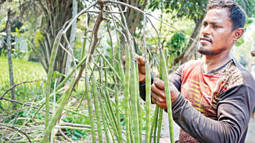 Moringa-cultivation.jpg