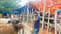 Eid cattle market Bangladesh 2026