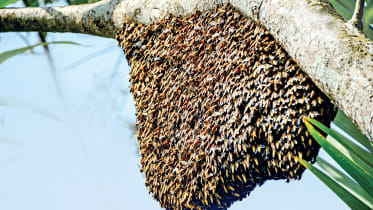 Honey_Hunting,_Sundarbon2.jpg