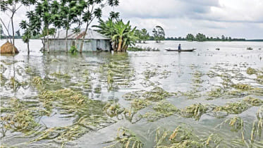 NETROKONA.jpg