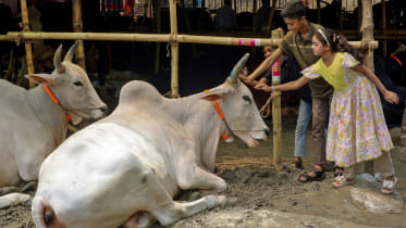 A child patting the head of a cow