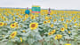 Sunflower Farming in Patuakhali Bangladesh