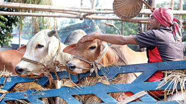 cattle-markets-1.jpg