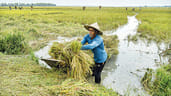 Bangladesh haor flood rain impact on rice harvest