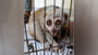 slow-loris.jpg