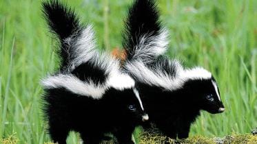 Skunks.jpg