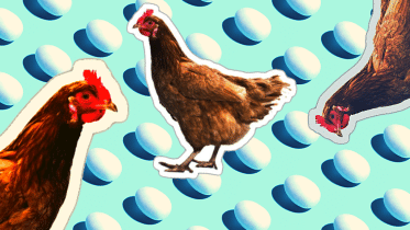 Government fixes chicken and egg prices