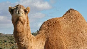 487px-07._Camel_Profile,_near_Silverton,_NSW,_07.07.2007.jpg