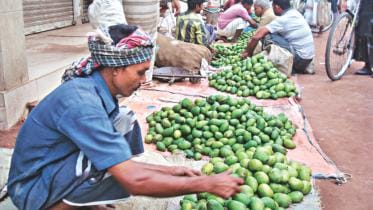 A trader with mangoes.jpg