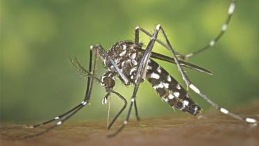 Aedes albopictus.jpg