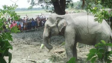 An elephant eloquent