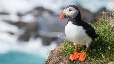 atlantic-puffin.jpg