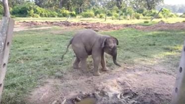 baby elephant.JPG