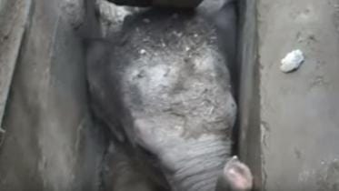 baby elephant.JPG