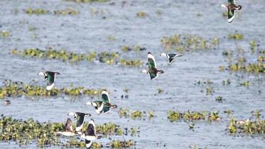 Sreemangal's Baikka Beel