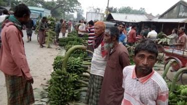 Banana trading hampered.jpg