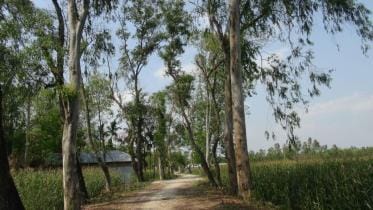 Bangladesh road side trees