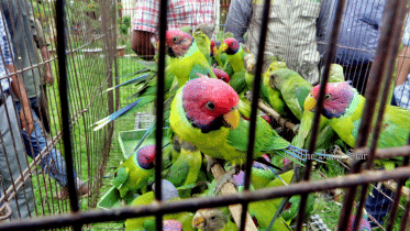 651 birds rescued