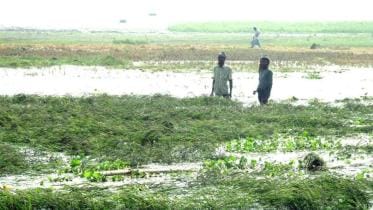 boro paddy Gaibandha.jpg