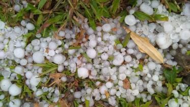 Hailstorm damages crops