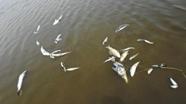 Fisheries department