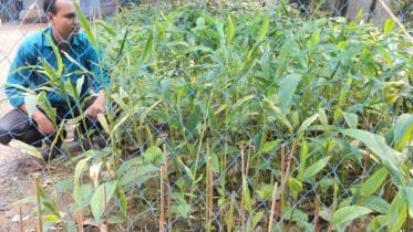 cardamom cultivation 1.jpg