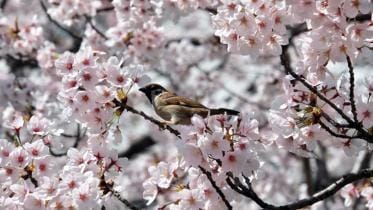 Cherry-blossom.jpg