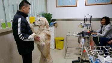 china-pet-lovers-ann-wb.jpg